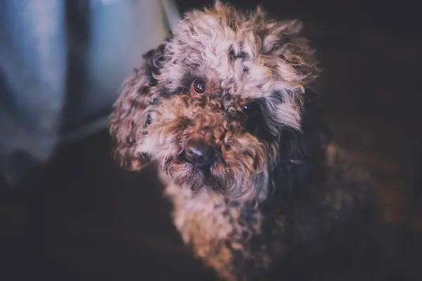 Cão Peludo Bonito Conceito Animal — Fotografia de Stock