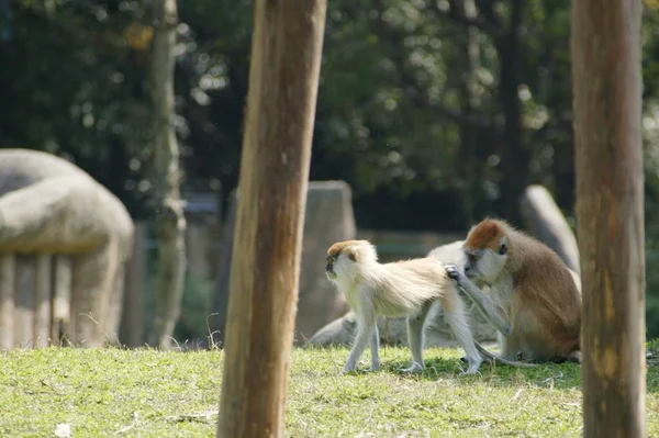 Dos Monos Parque — Foto de Stock