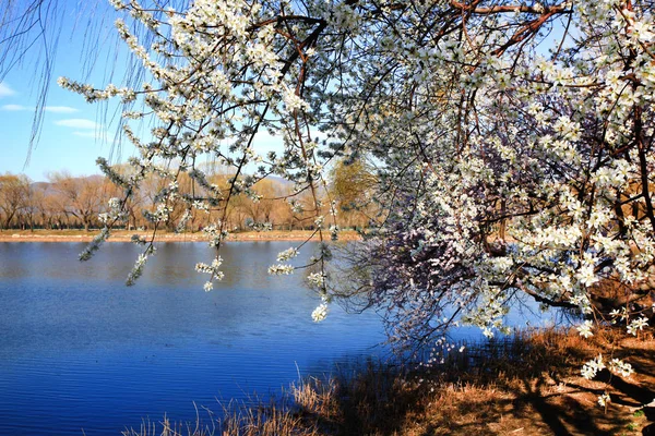 Hermoso Paisaje Primaveral Con Lago — Foto de Stock