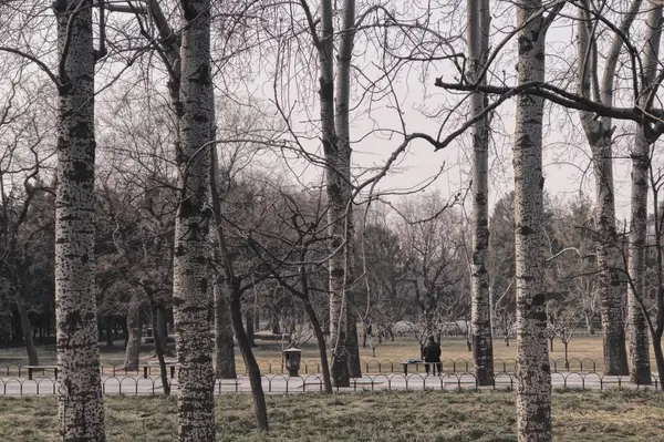 Деревья Парке — стоковое фото