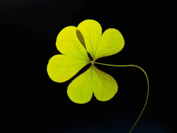 Groene Klaverbladeren Flora — Stockfoto