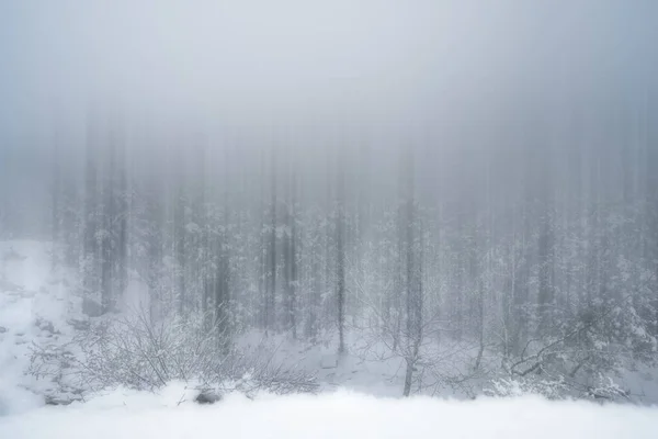 Paisagem Inverno Com Árvores Floresta Coberta Neve — Fotografia de Stock