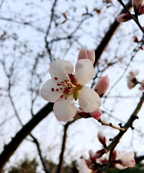 Early spring peach blossoms at daytime