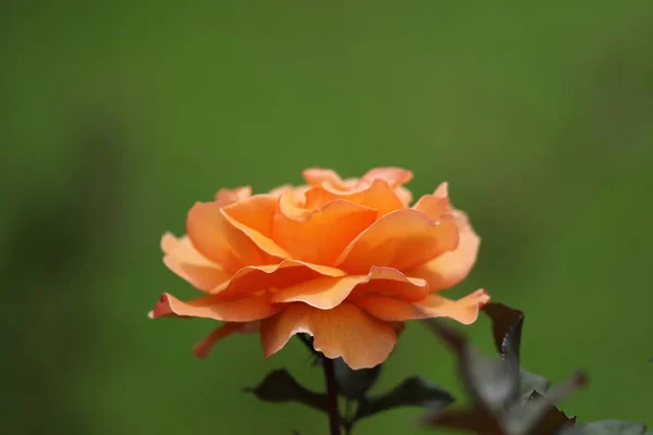 Hermoso Plano Botánico Fondo Pantalla Natural — Foto de Stock