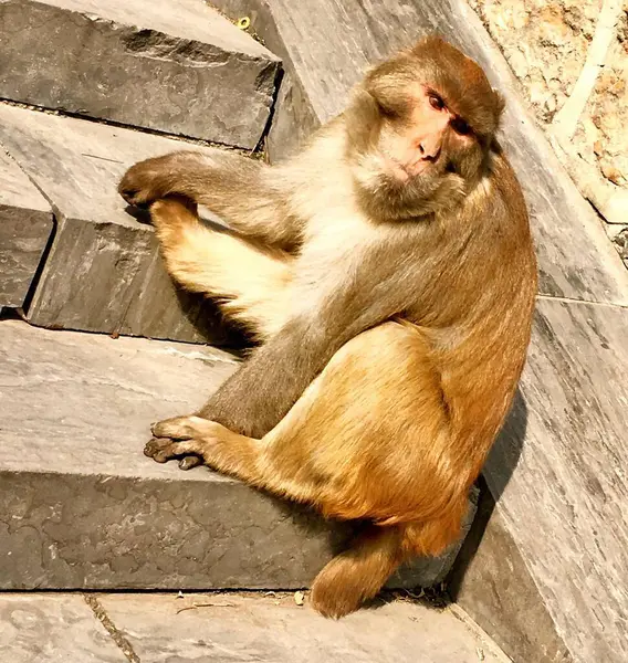 Mono Zoológico — Foto de Stock