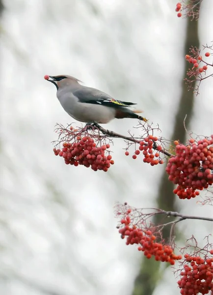 red-white bird on a tree