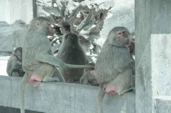 Familia Monos Zoológico — Foto de Stock