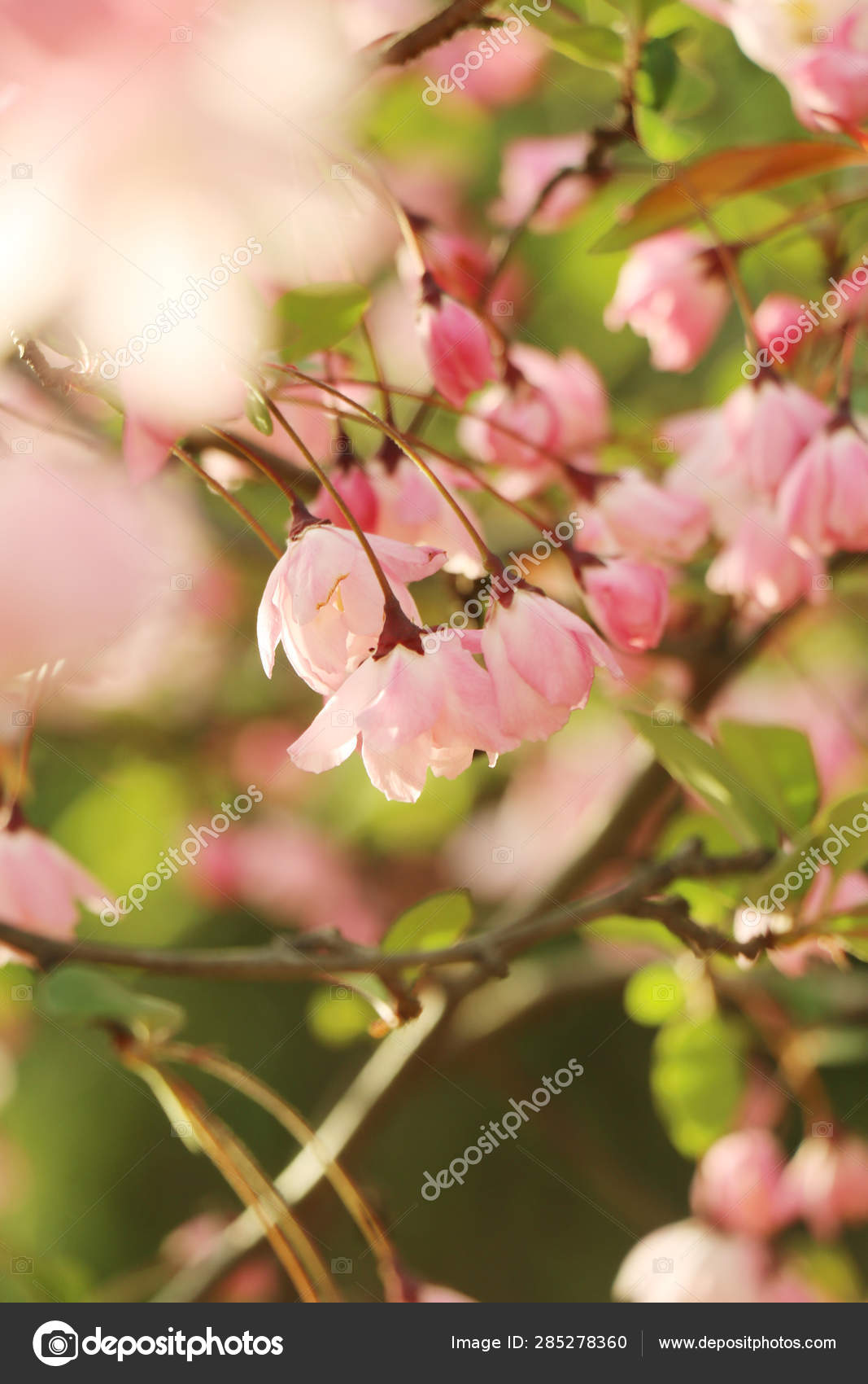 Arbre Fleur Cerisier Avec Des Fleurs Printemps Image Libre De Droit Par Imaginechina Tuchong C Arbre Fleur Cerisier Avec Des Fleurs Printemps Image Libre De Droit Par Imaginechina Tuchong C