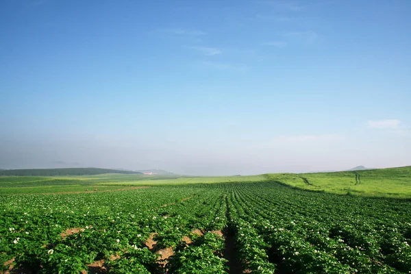 Grüne Wiese Und Blauer Himmel — Stockfoto