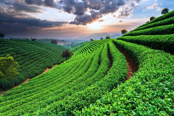Plantacje Zielonej Herbaty Dolinie — Zdjęcie stockowe