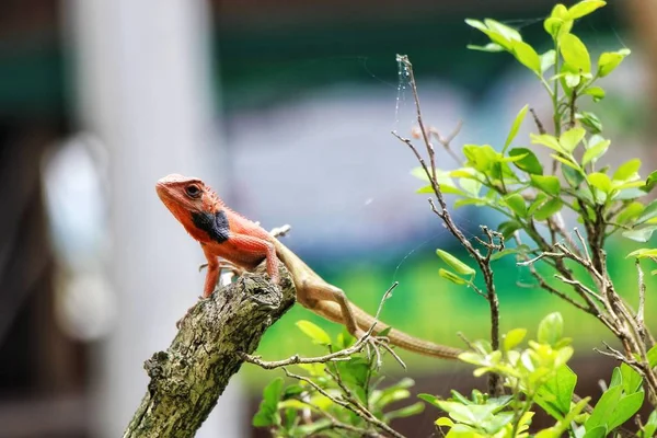 lizard reptile, fauna animal