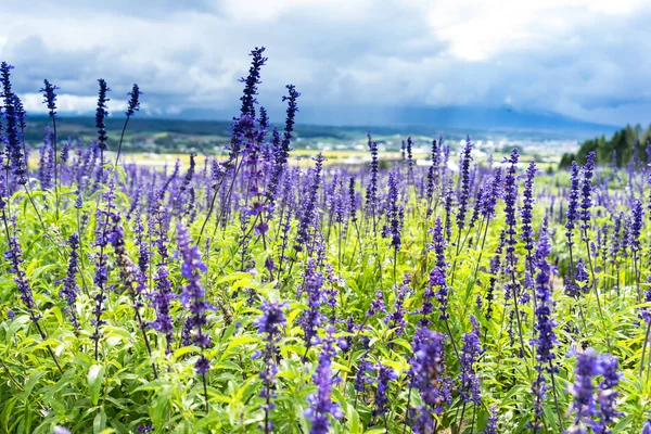 Nahaufnahme Schöner Blühender Blumen — Stockfoto