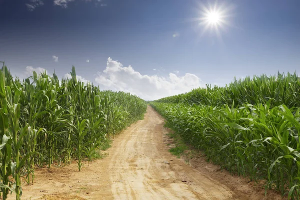 Grüne Wiese Und Blauer Himmel Landschaft — Stockfoto