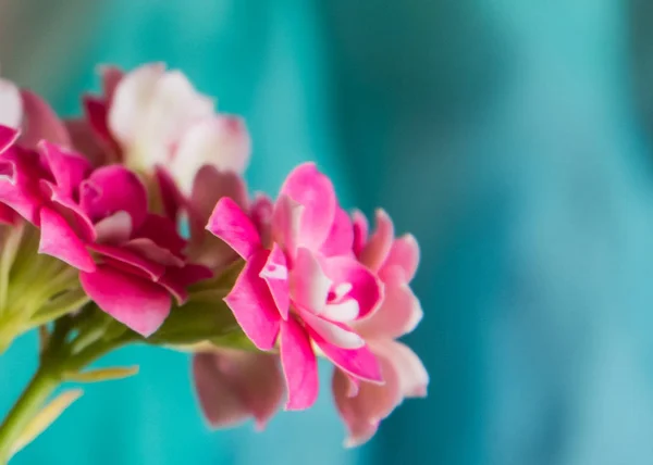 Piękny Kwiat Zdjęcie Naturalny Kwiat Tapety — Zdjęcie stockowe