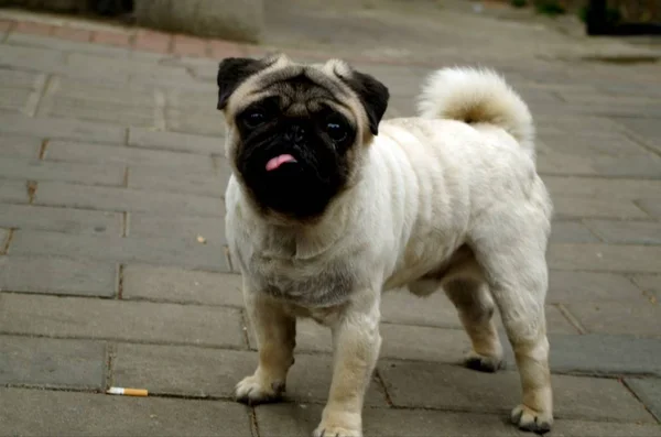 portait of dog on the street at daytime