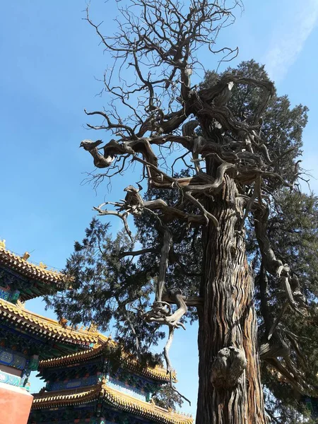 Viejo Árbol Templo Tailandia — Foto de Stock