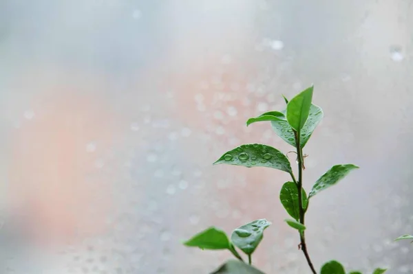 Planta Verde Jardín — Foto de Stock