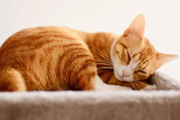 Bonito Gato Vermelho Deitado Chão — Fotografia de Stock