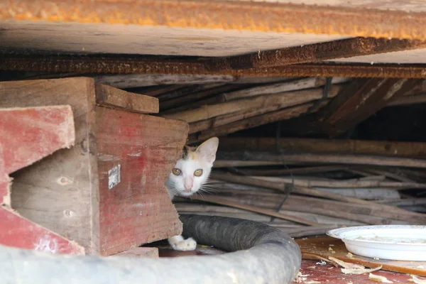 Lindo Doméstico Esponjoso Gato — Foto de Stock