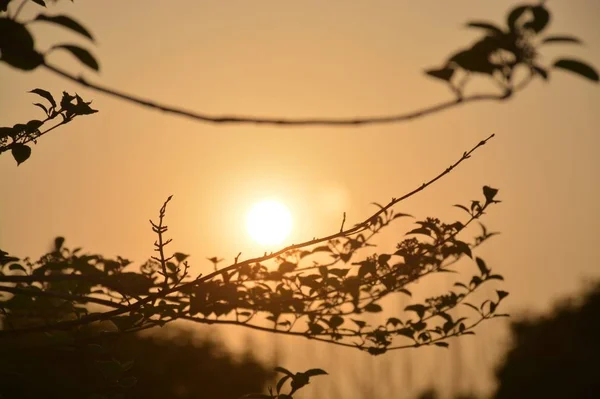 Auringonlasku Puistossa — kuvapankkivalokuva