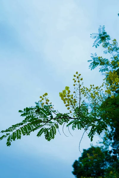 Naturaleza Flora Ramas Árboles — Foto de Stock