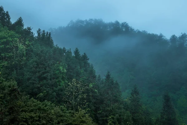 Sosny Lesie — Zdjęcie stockowe