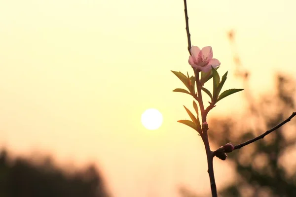 shot of growing flowers in the garden