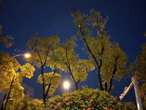 Hermosa Vista Del Parque Ciudad Por Noche — Foto de Stock