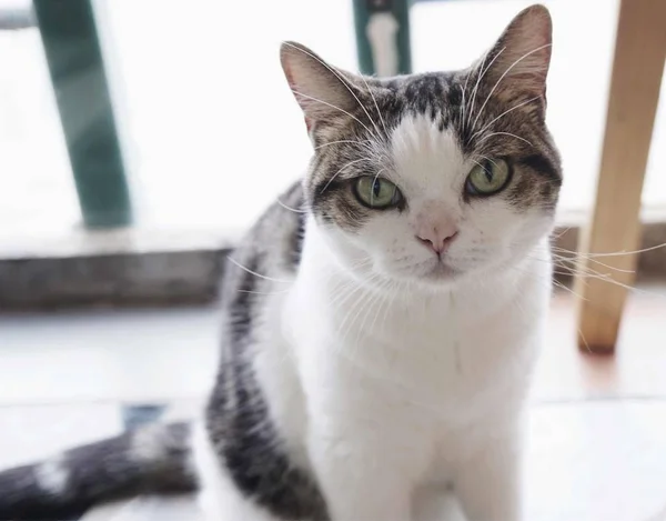 stock image Close up shot of cute furry cat