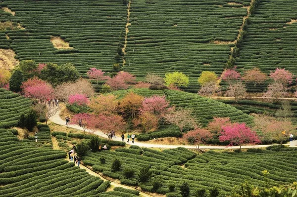 landscape of a vineyard in the chianti region, italy