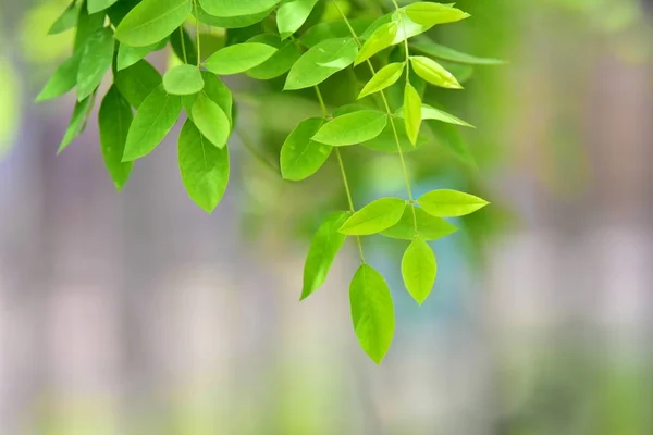 Hojas Follaje Flora Verde Verano — Foto de Stock