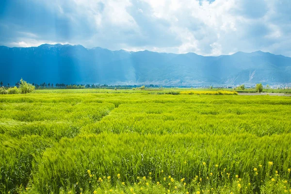 Paisaje Rural Con Arrozales —  Fotos de Stock