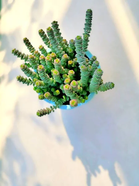Plantas Cactus Suculentas Flor — Foto de Stock