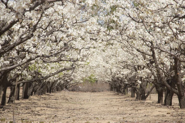 cherry orchard in spring
