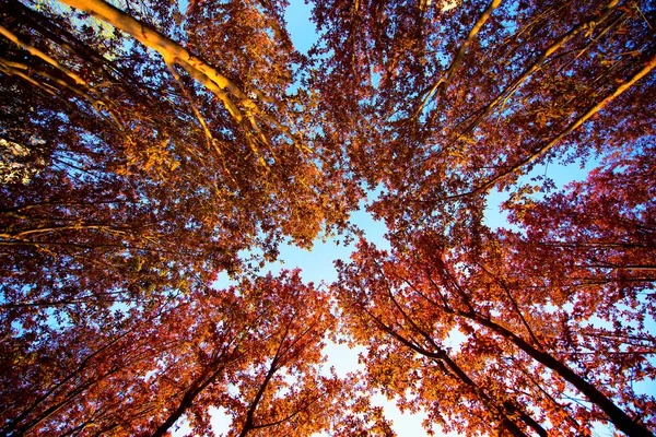 Bosque Otoño Hojas Flora Temporada Otoño — Foto de Stock