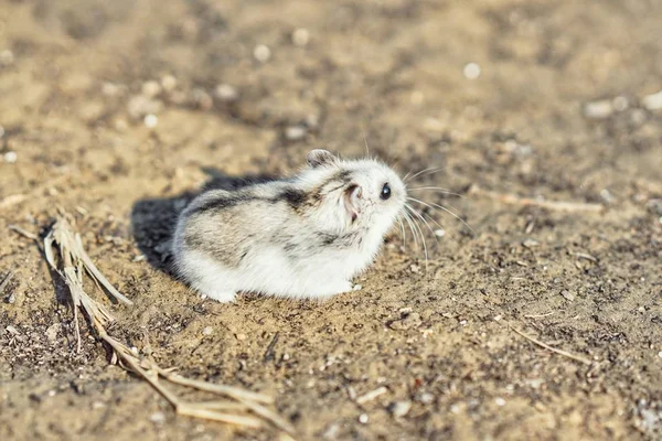 Lapin Blanc Mignon Dans Herbe — Photo