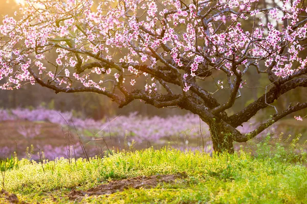 Blommande Körsbärsblomma Våren — Stockfoto