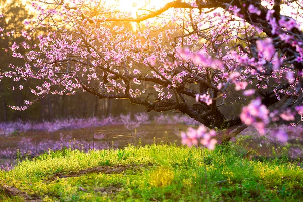 Blommande Våren Persika Blommor — Stockfoto