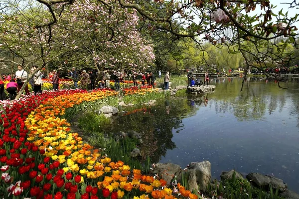 Kolorowe Tulipany Ogrodzie — Zdjęcie stockowe