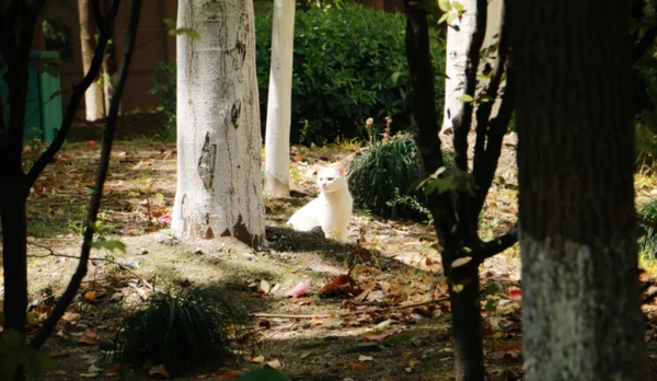 Perro Bosque — Foto de Stock