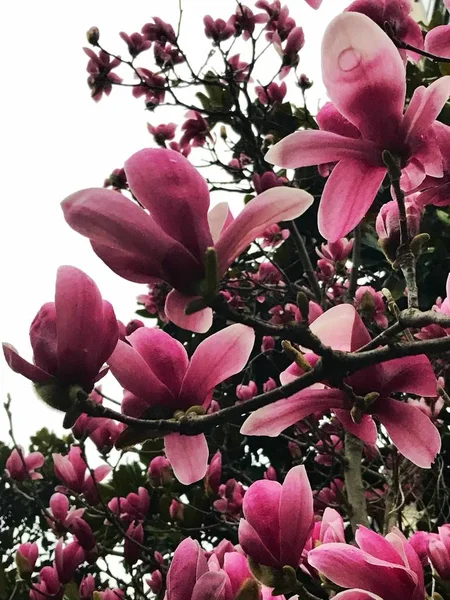 pink magnolia flowers isolated on white background