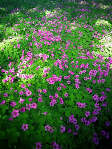 Vista Flores Primavera Florecen —  Fotos de Stock