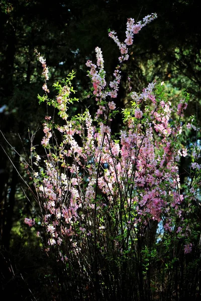 Blick Auf Schöne Blumen — Stockfoto