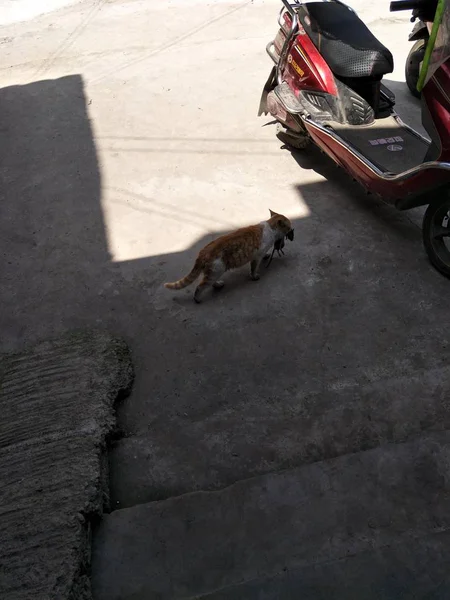 Perro Está Sentado Banco Calle — Foto de Stock