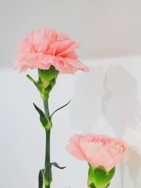 Rosas Rosadas Sobre Fondo Blanco — Foto de Stock