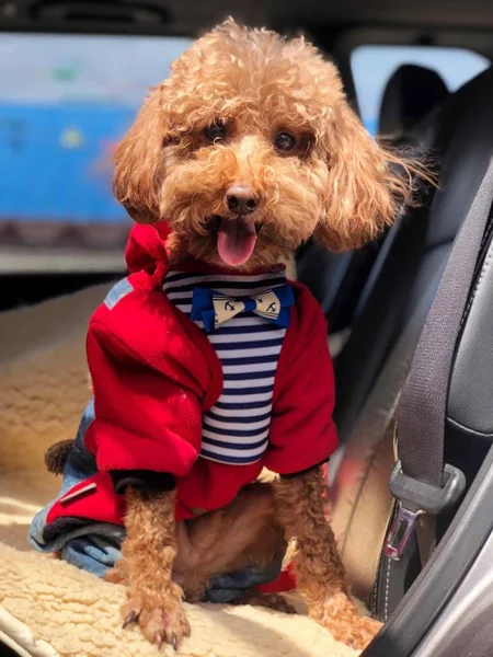 Blick Auf Einen Hund — Stockfoto