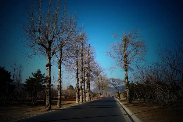 Árboles Otoño Parque — Foto de Stock