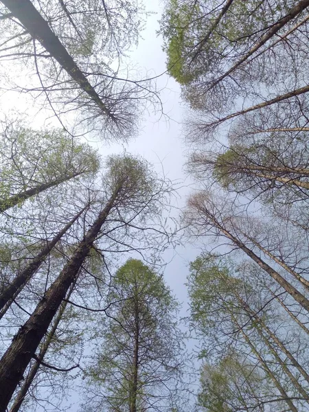 Árboles Bosque — Foto de Stock