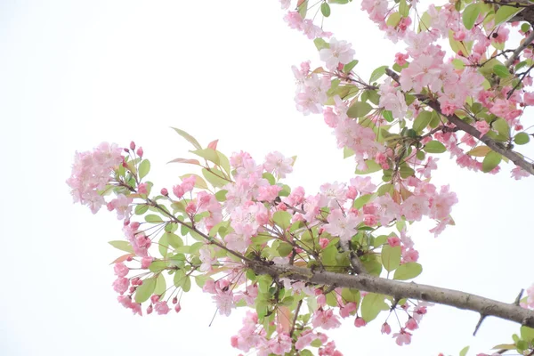Pink spring flowers on tree branch