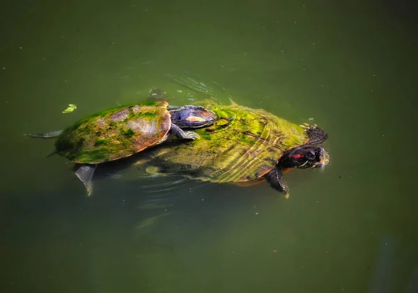 turtle animal, aquatic reptile